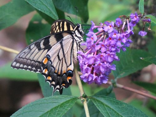 tiger swallowtail butterfly bush butterfly
