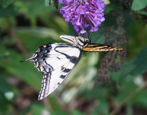 tiger swallowtail upside-down butterfly bush
