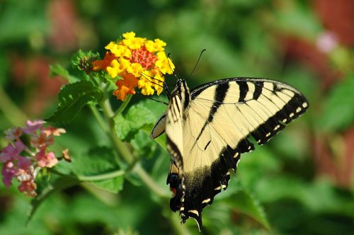tiger swallowtail butterfly swallowtail
