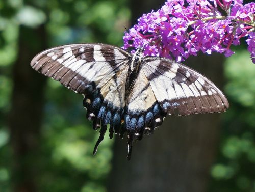 tiger swallowtail butterfly bush butterfly