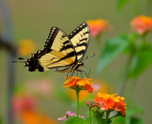 Tiger Swallowtail Butterfly