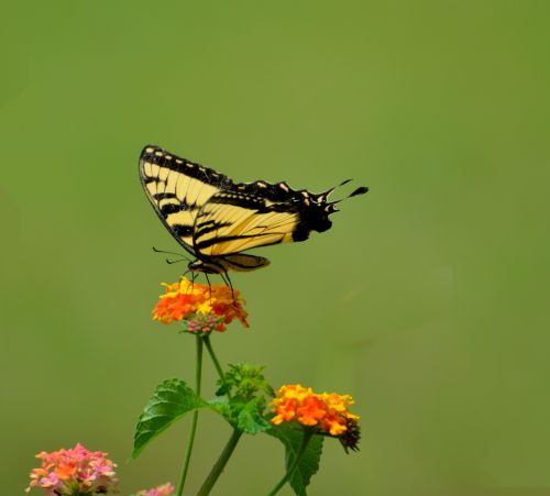 Tiger Swallowtail Butterfly