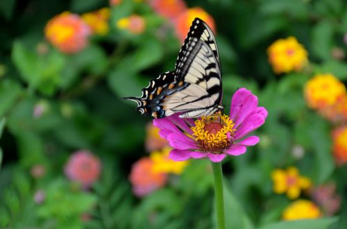 Tiger Swallowtail Butterfly