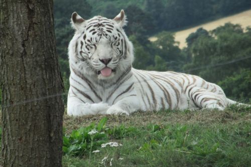 tiger white white tiger tiger