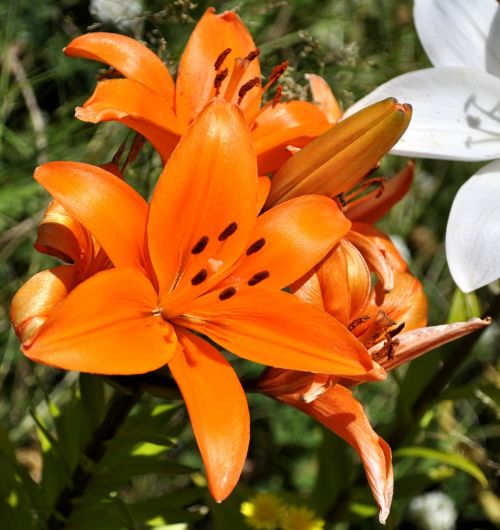 tigerlily flower bloom