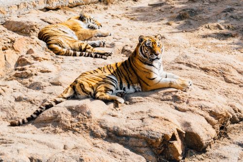 tigers lazy sleeping