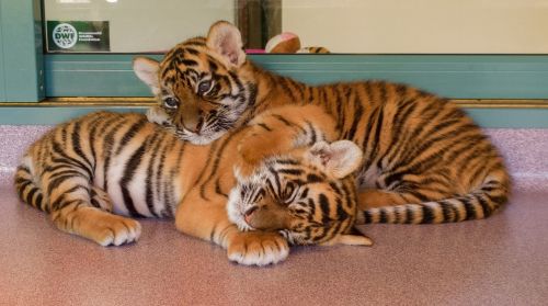 tigers cubs big cat