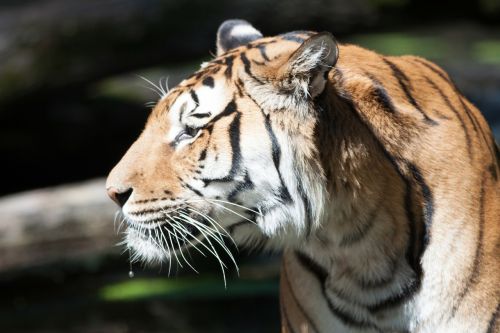 tigers big cat cat