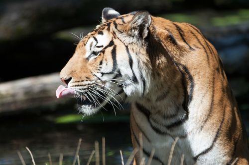 tigers big cat cat