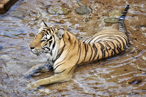 tigers  wildcats  animals