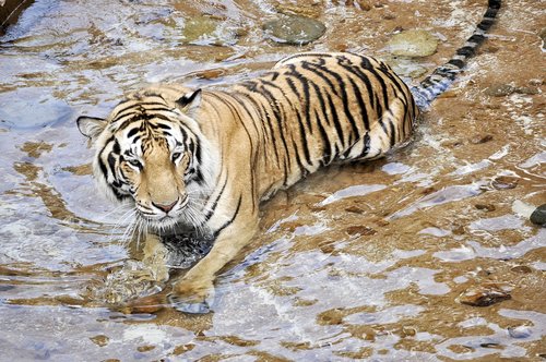 tigers  wildcats  animals