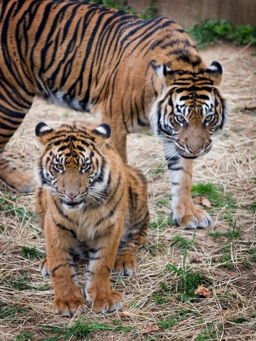 tigers sumatran tigers big cats