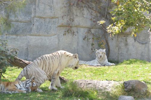 tigers white tiger zoo