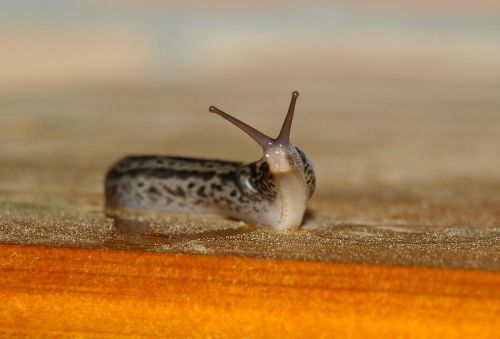 tigerschnecke snail mollusk