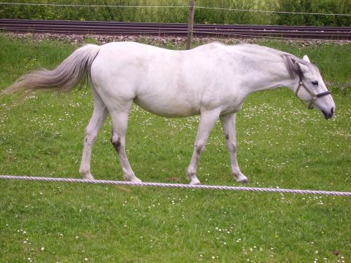 tightrope horse mold