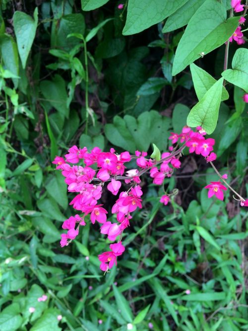 tigon flowers pink