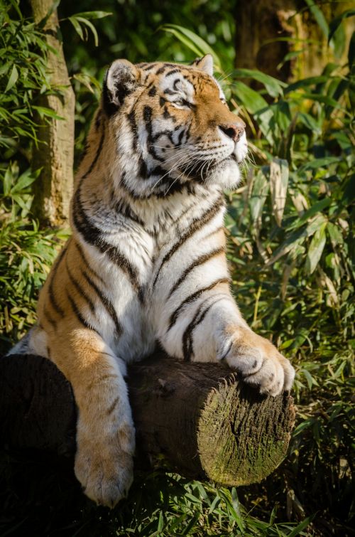 Sumatran Tiger