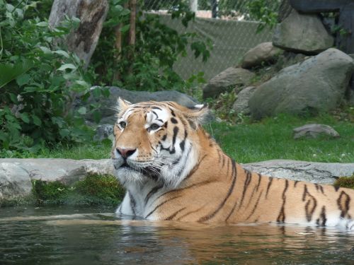 tigress nature zoo