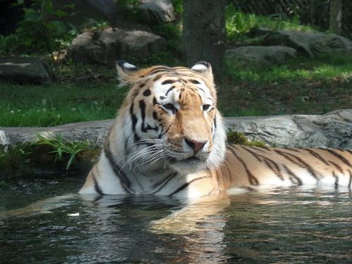 tigress nature zoo