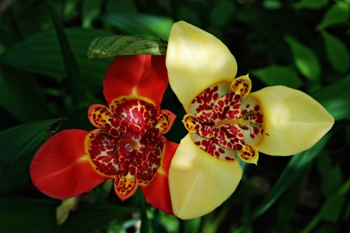 tigridia peacock flower one day beauty