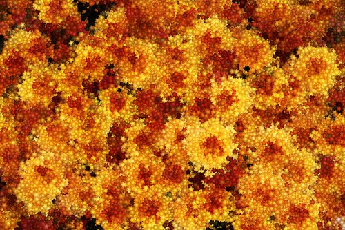 tile  flower  autumn