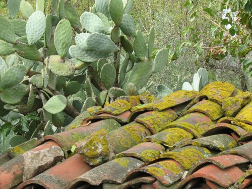 tiles moss prickly pears