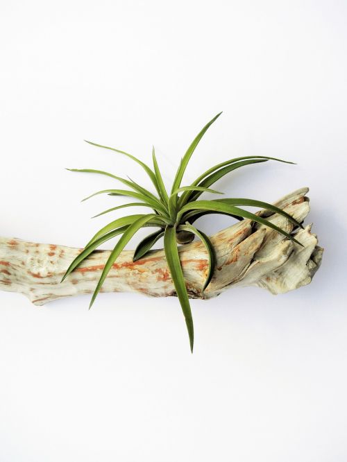 tillandsia air plant leaf