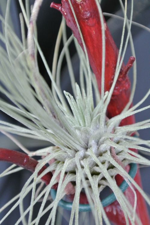 Tillandsia Fuchsii