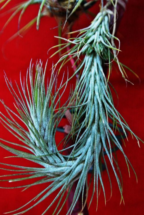 Tillandsia Funckiana