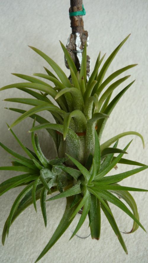 Tillandsia Ionatha