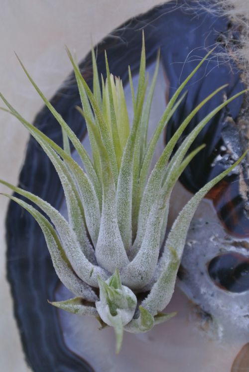 Tillandsia With Kindel