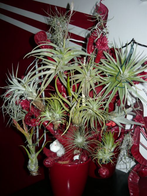 Tillandsia Tree