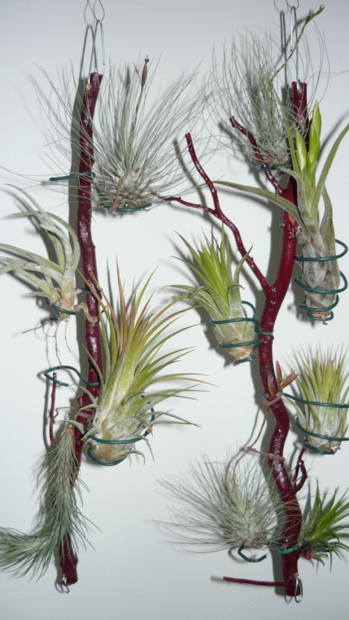 Tillandsias