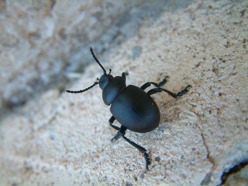 timarque spit-blood beetle black