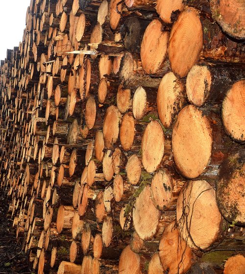 timber  lumber  tree