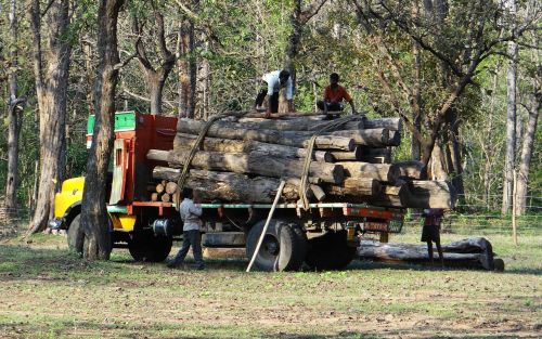 timber lorry truck