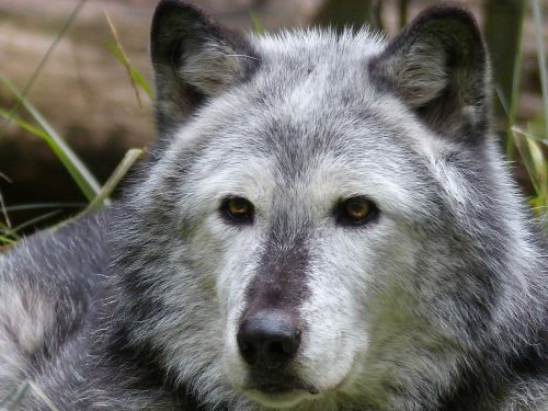 timber wolf wolf animal