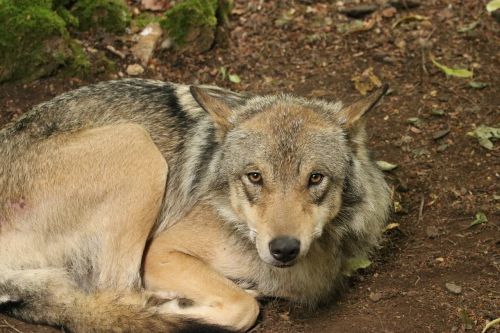 timberwolf wolf animal
