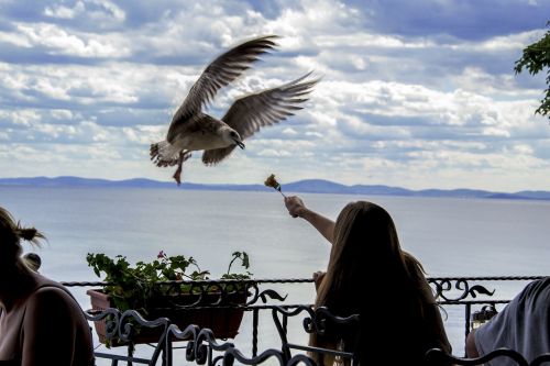 seagull feeding the birds time