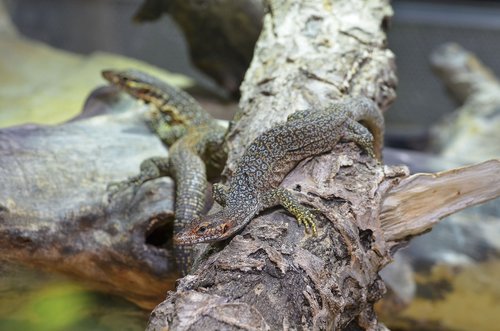 timorwaran  reptile  monitor