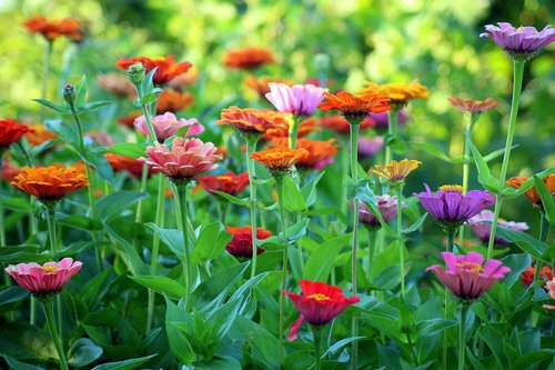 tin  flowers  summer