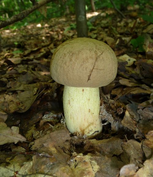 tina suillus mushroom dickröhrling