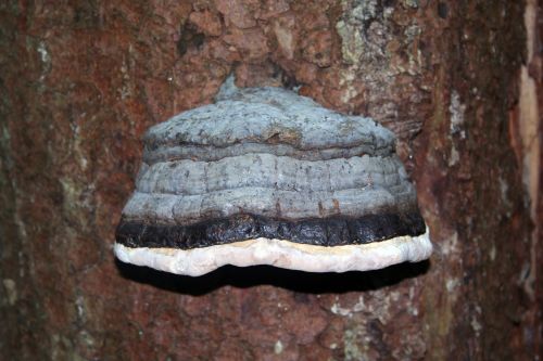 tinder tinder fungus tree fungus