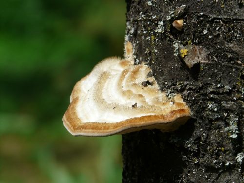tinder mushroom tree