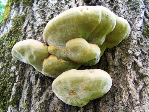 tinder fungus log nature