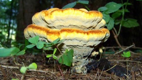 tinder fungus yellow-brown mushroom nature