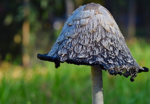 tintenschopfling  mushroom  tintenpilz