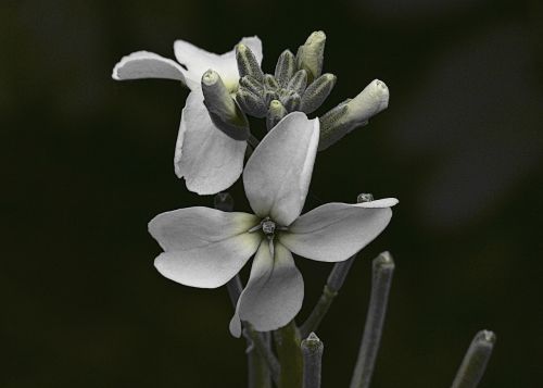 tiny white flower