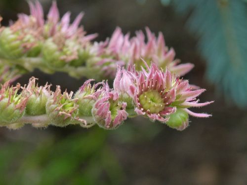 tiny blossom buds