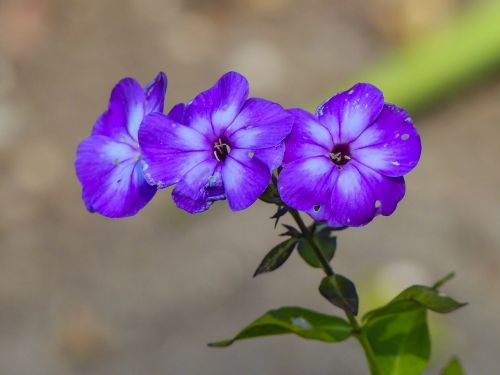 tiny purple flowers